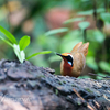 珍鳥：Rail babbler(クイナチメドリ）