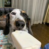 愛犬の褒め方