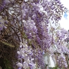５月の花