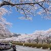 桜の見納めは冨士霊園にて。