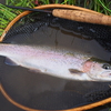 釣れるか釣れないかの釣り。
