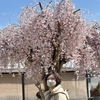 りっぱな桜と火事の旧宅。