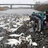 ハクチョウさん今年もようこそ　福島・市民が歓迎会