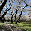 「花菫茶話」由来之「スミレ物語」