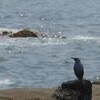 海鳴り（１）
