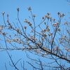 鈴宮神社　桜が　咲き出す！！