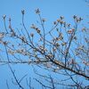 鈴宮神社　桜が　咲き出す！！