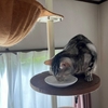 猫、今日は記念日
