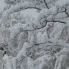 まさかの大雪に！