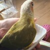 ここる、初めての水浴び