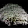 大月町の月光桜