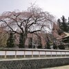 西願寺の桜の開花状況