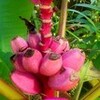 バナナの実