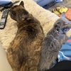 犬猫の近況とジャム