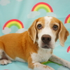 ビーグルのボブくん