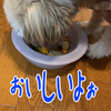 ８歳のもっくん☆新年のご挨拶