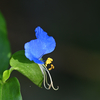 露草