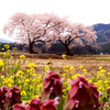 まだまだ桜、いけます！