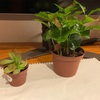 久しぶりに買った植物　