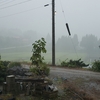 朝一番に大雨が降りました☂