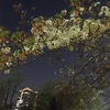 日比谷公園の夜桜
