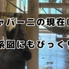 東山動物園の王者シャバーニの現在2025！年齢・イケメン伝説から衝撃の家系図まで徹底解剖