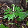 Arisaema heterocephalum