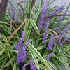 子峰院の子平学･四柱推命 （ 財につながる頭の俊敏 ）