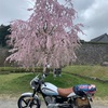 枝垂れ桜🌸