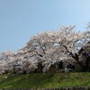 桜満開in例会ラン