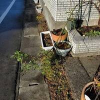 こんな葉ボタンもあるのですね