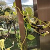 ★雑草。