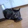 猫に好かれる方法　猫の近くを通るときは、背中を見せながら