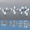 ウミネコ　高萩海岸