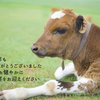 白菜は内側から使うべき