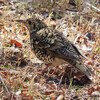 兵庫県）甲山森林公園。トラツグミ、ツグミ、シロハラ、シジュウカラ、ヤマガラ、ジョウビタキ、メジロ、ソウシチョウ、コゲラ、ヒヨドリ、カルガモ。※