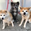 NOZAkiyoの簡単料理と秋田犬