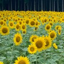 今日も今日とて