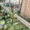 【ガーデニング】【家庭菜園】バラが一時落ち着いて次の準備に入りました