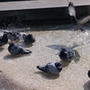 鳩の水浴び−鳩は知っている