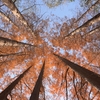 🍂小石川植物園ではまだ紅葉が楽しめます😊