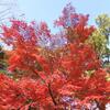 公園の紅葉と花壇の花