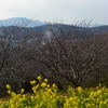 二宮 吾妻山公園に菜の花を見に行く1