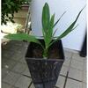 梅の天日干し／デーツの植え替えと玄関リノベ／牛乳ゼリー
