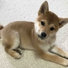 柴犬あきとの生活　18