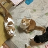 うちの猫たち