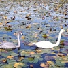 白鳥が来たっ！(*^-^*)