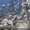 桜を眺めた一日でした…（息子さんの入学式へ、そして歯医者へ定期健診♪）