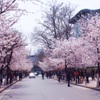 南京に咲く名古屋の桜  鸡鸣寺