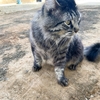 モフモフ度が変わったネコ